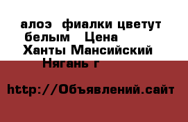 алоэ, фиалки цветут белым › Цена ­ 100 - Ханты-Мансийский, Нягань г.  »    